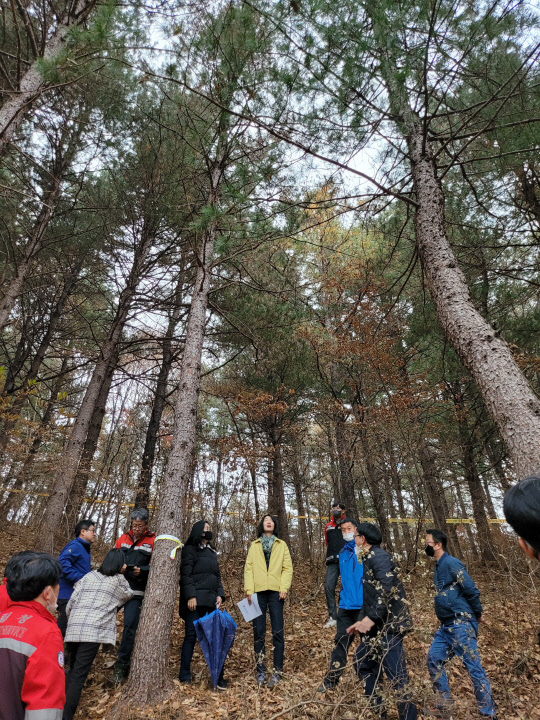 산림청은 강원 철원군 갈말읍 일원에서 소나무재선충병에 감염된 잣나무 2그루를 발견했다.  산림청 제공